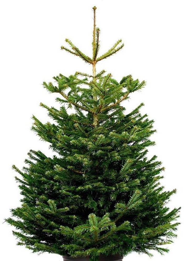 Plant&More - Nordmann Kerstboom 240-270 cm - Zonder Kluit