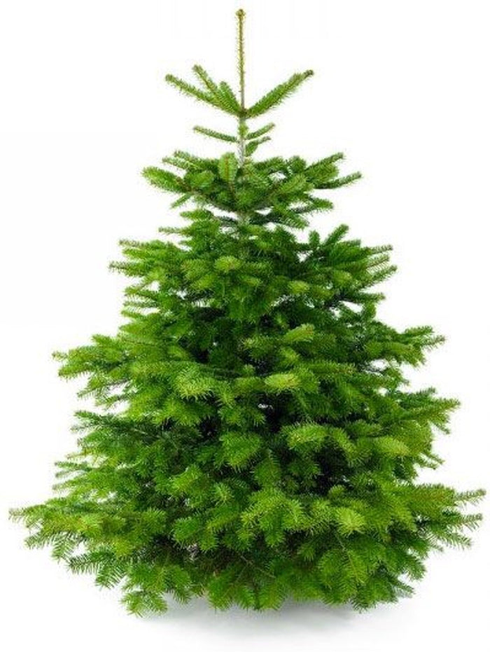 Plant&More - Nordmann Kerstboom 240-270 cm - Zonder Kluit