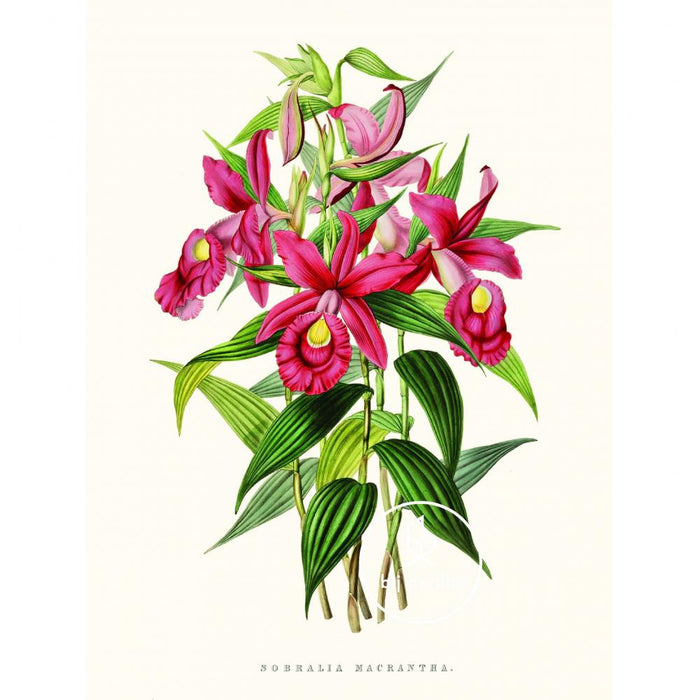 Reliving Sobralia Orchidee Prent