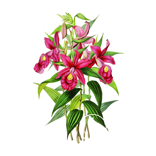 Reliving Sobralia Orchidee Prent