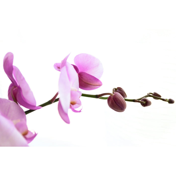 Bloomique - Orchidee - Phalaenopsis Roze  2x - Pot 9 cm - Hoogte 40 cm