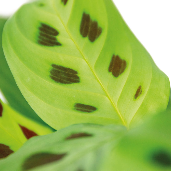 82575016-5473-4062-8f36-dfe775cba9c4-afbeelding3.jpg (5076745) 