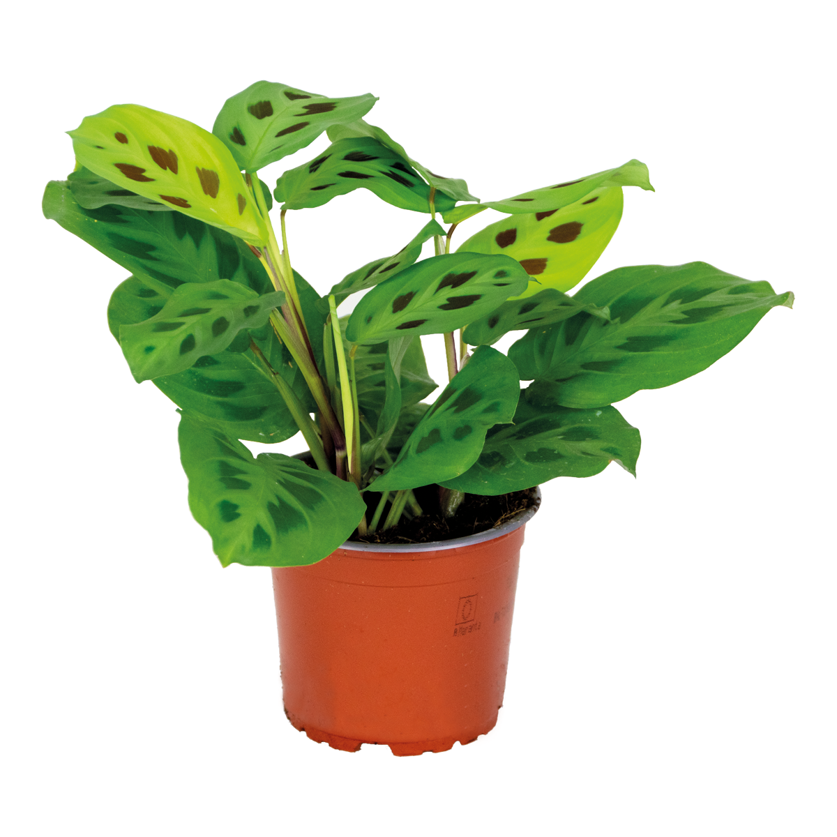 Bloomique - Maranta 'Kerchoveana'– Gebedsplant – ⌀12cm –↕10-15cm