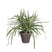 Mica Decorations Dracaena Kunstplant - H34 x Ø40 cm - Wit