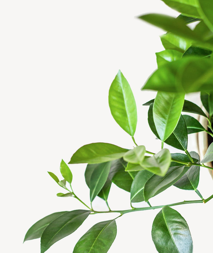 Fleurdirect Sinaasappelboom op rek M