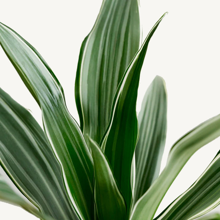 Plantenwinkel Dracaena deremensis santa marta hydrocultuur plant