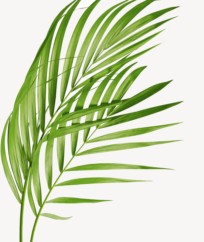 Lechuza Goudpalm in Zelfwatergevende pot