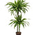 Plantenwinkel Dracaena lemon lime sina hydrocultuur plant