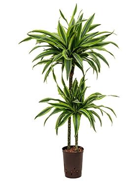 Plantenwinkel Dracaena lemon lime sina hydrocultuur plant