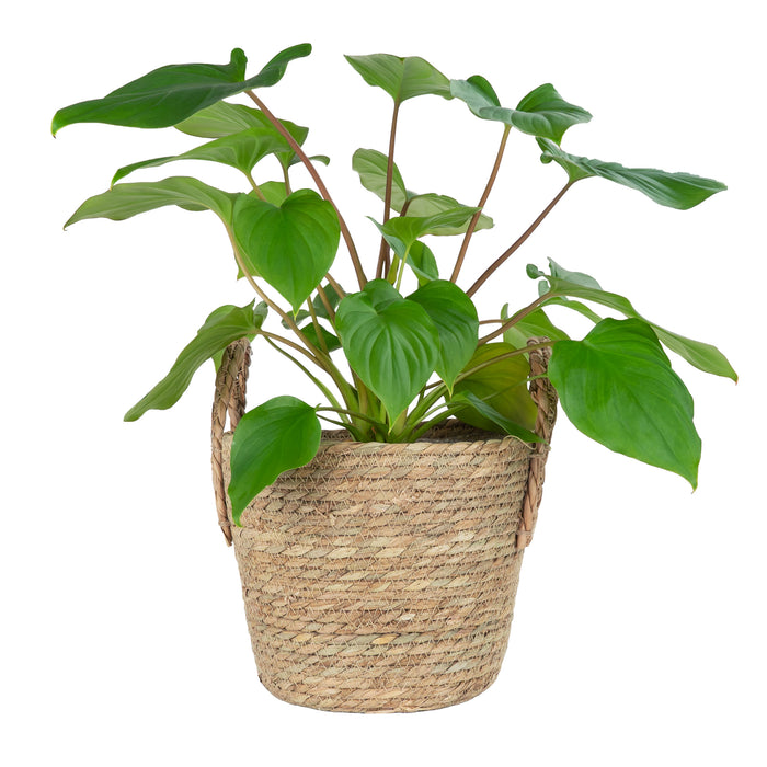 6a2e2ca8-9a71-4eec-b9e1-20dc9f6ab2ef-vrijstaandbeeld.jpg (5803600) 