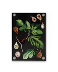 Villa Madelief Tuinposter botanisch vijgen (50x70cm)
