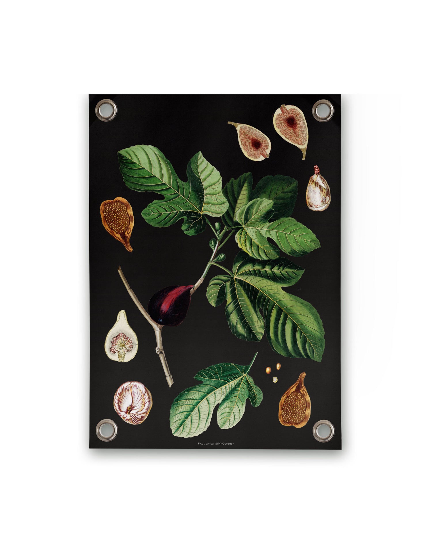 Villa Madelief Tuinposter botanisch vijgen (50x70cm)