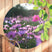 Sweet Living - Ronde Tuinposter Cosmea Bloemen- B100 x L100 cm