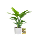 Pokon Strelitzia incl. watermeter en voeding in Pot Wit ↕75 cm