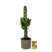 Pokon Cowboycactus incl. watermeter en voeding in Pot Groen ↕90 cm