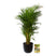 Pokon Goudpalm incl. watermeter en voeding in Pot Zwart ↕125 cm