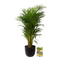 Pokon Goudpalm incl. watermeter en voeding in Pot Zwart ↕125 cm