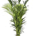 Fleur.nl | Kentia Howea XXL | Kentia palm