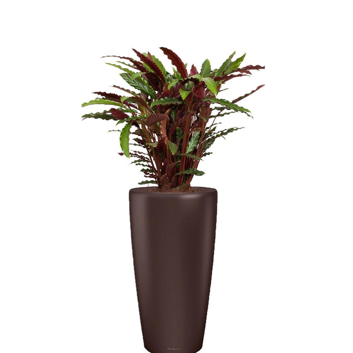 Fleur.nl  Calathea Rufibarba in watergevende Rondo bruin