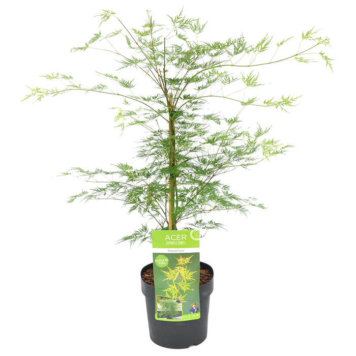 Bloomique - Acer  'Emerald Lace' – Japanse Esdoorn – ⌀19 - ↕60-70