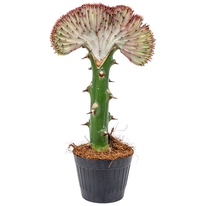 Bloomique - Euphorbia Lactea 'Cristata' - Cactus - ⌀ 11 cm - ↕ 30 cm