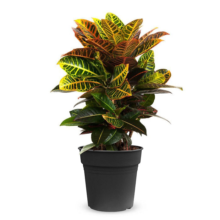 Fleurdirect Croton Wonderstruik Petra M
