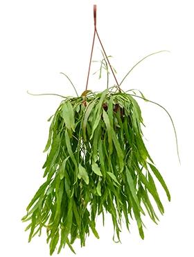 Plantenwinkel Rhipsalis ramulosa red coral M hangplant