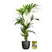 Pokon Kentia Palm incl. watermeter en voeding in Pot Zwart ↕110 cm