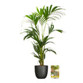 Pokon Kentia Palm incl. watermeter en voeding in Pot Zwart ↕110 cm