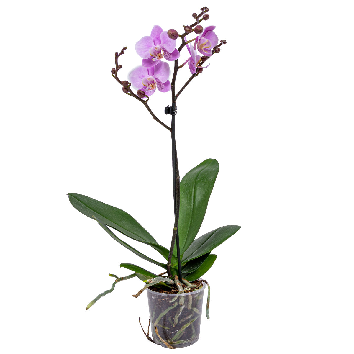 Bloomique - Orchidee - Phalaenopsis Roze - ⌀ 9 cm - ↕ 40 cm