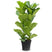 Fleurdirect Ficus Lyrata M