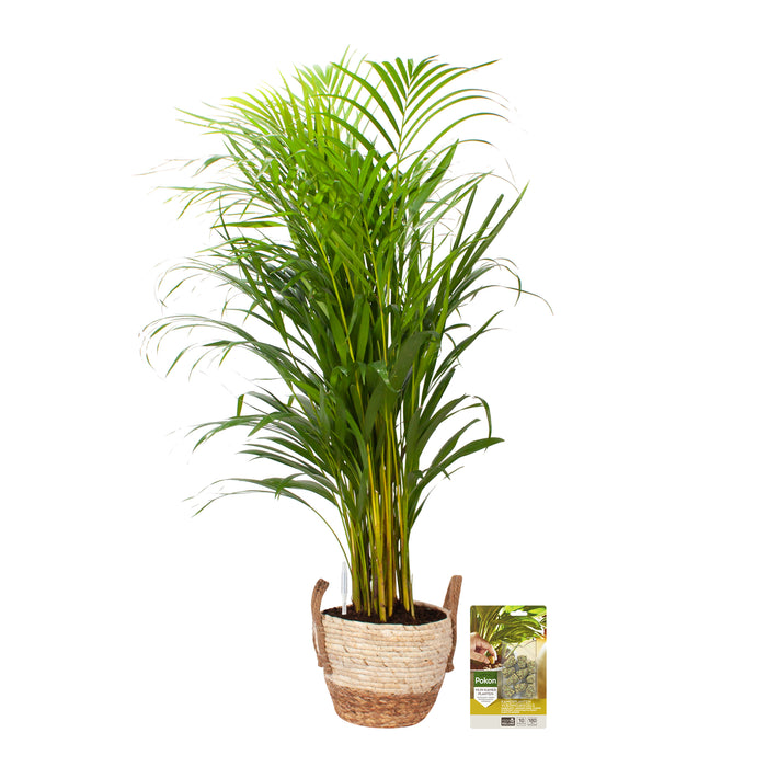 Pokon Goudpalm incl. watermeter en voeding in Mand ↕100 cm