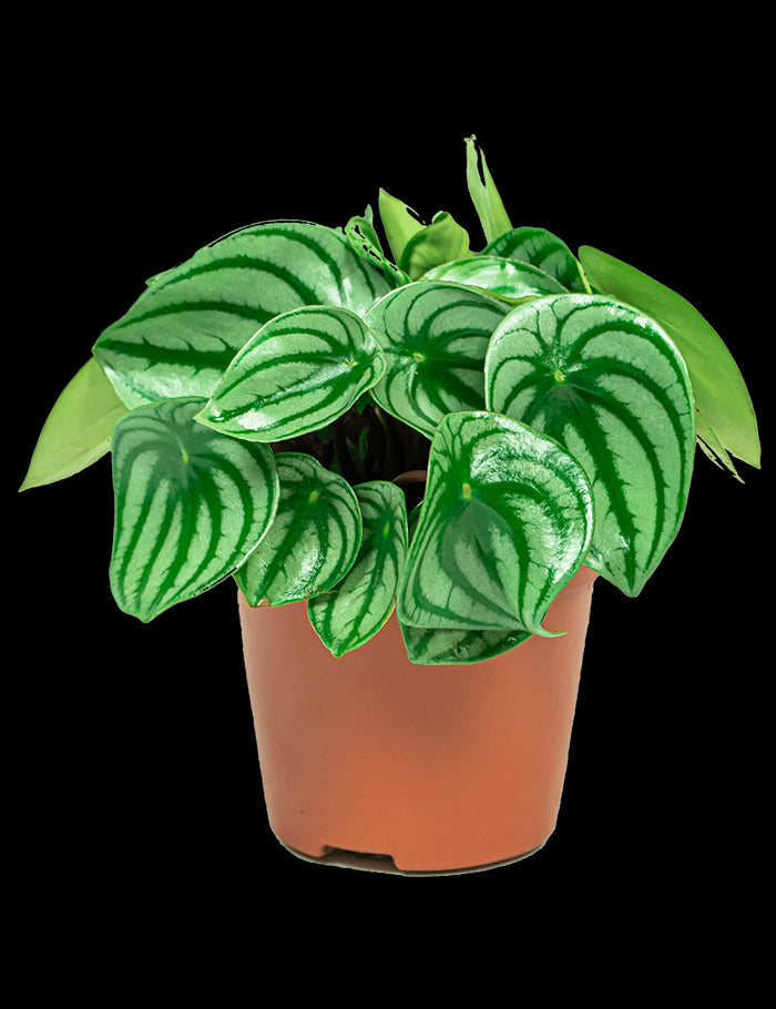 a06a8b95-aca1-4318-b831-3c4eaa6e9b31-vrijstaandbeeld.jpg (6690619) 