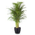 Flora@Home | Areca Palm ELHO ® Pure Round (Zwart)