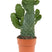 Plantenwinkel Cactus Opuntia Consolea S 30 cm kamerplant