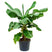 Fleurdirect Bananenplant Musa Tropicana L