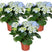 Bloomique - 3x Hydrangea 'Early Blue'– Hortensia – ⌀14 cm - ↕30-40 cm