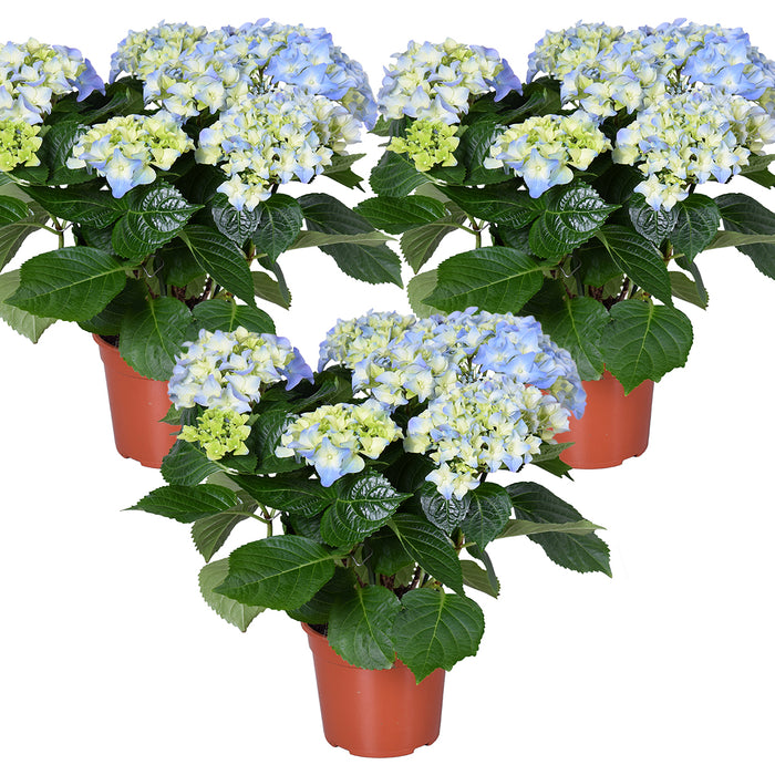Bloomique - 3x Hydrangea 'Early Blue'– Hortensia – ⌀14 cm - ↕30-40 cm