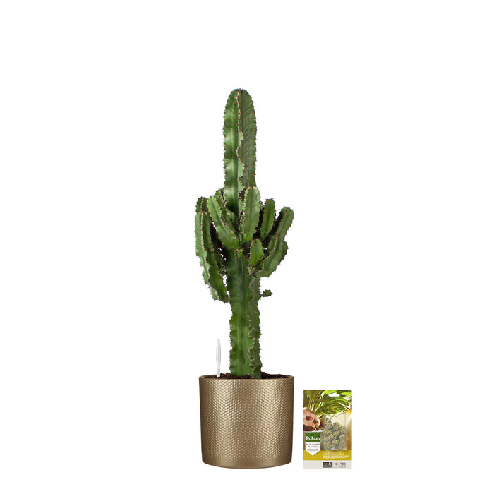 Pokon Cowboycactus incl. watermeter en voeding in Pot Goud ↕90 cm