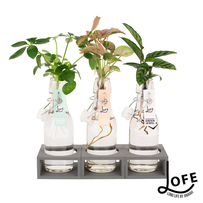 LOFE | Urban jungle op water in glas
