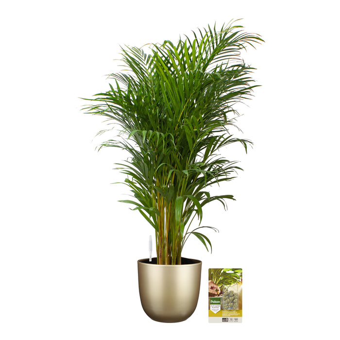 Pokon Goudpalm incl. watermeter en voeding in Pot Goud ↕125 cm