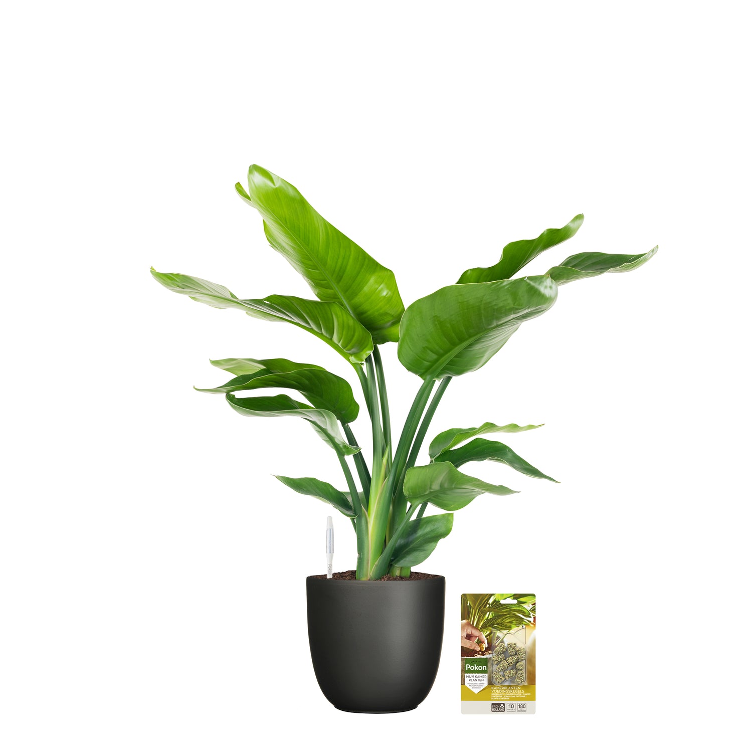 Pokon Strelitzia incl. watermeter en voeding in Pot Zwart ↕75 cm