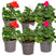 Bloomique - 6x Pelargonium Mix Staand – Geranium – ⌀10,5 - ↕15-20