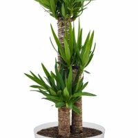 Elho Yucca Drietak In Greenville