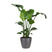 Flora@Home | Strelitzia (h.110 cm) in ELHO ® Pure Round (Antraciet)