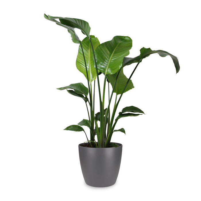 Flora@Home | Strelitzia (h.110 cm) in ELHO ® Pure Round (Antraciet)