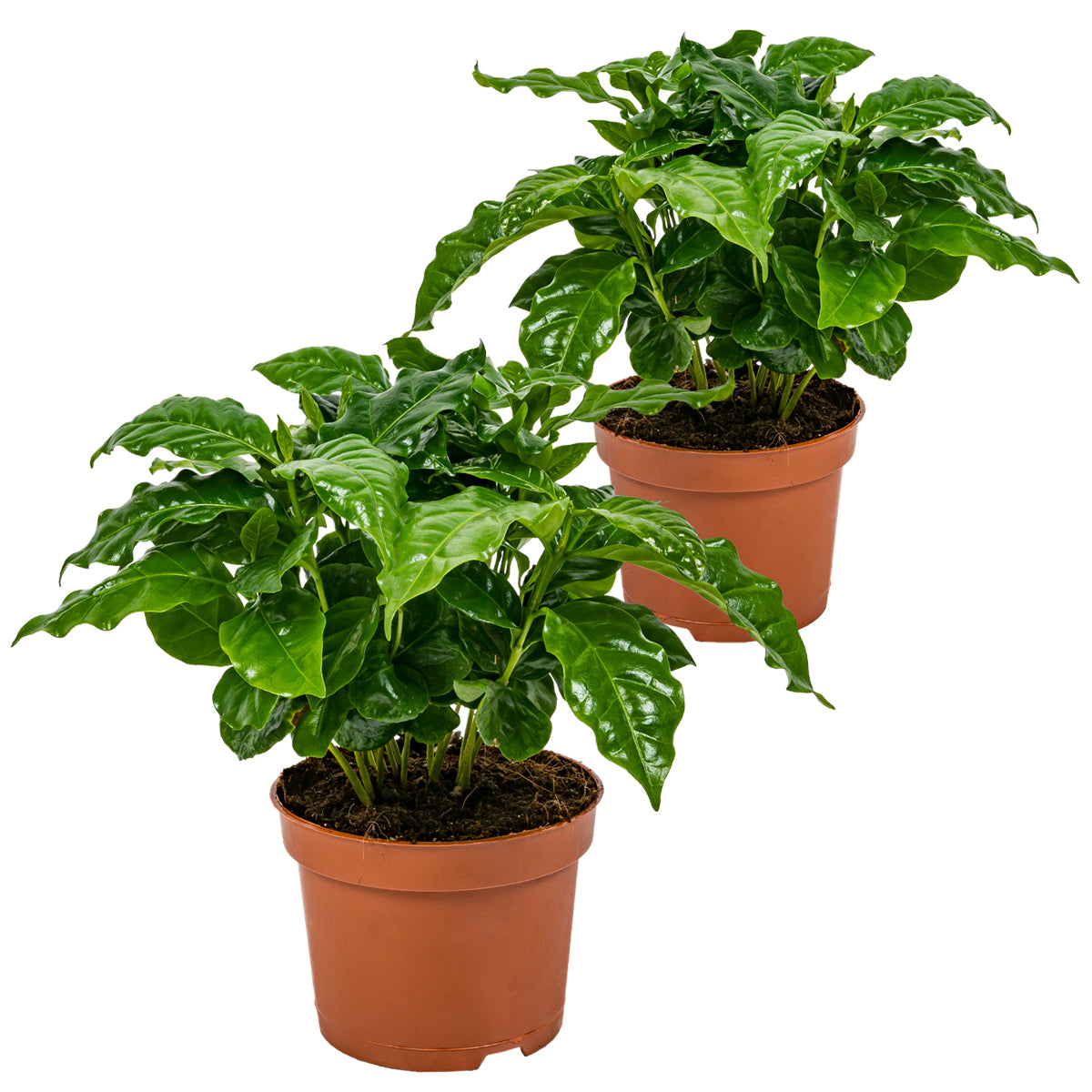 Bloomique - Koffieplant - Coffea Arabica 2x - ⌀ 12 cm - ↕ 25 cm