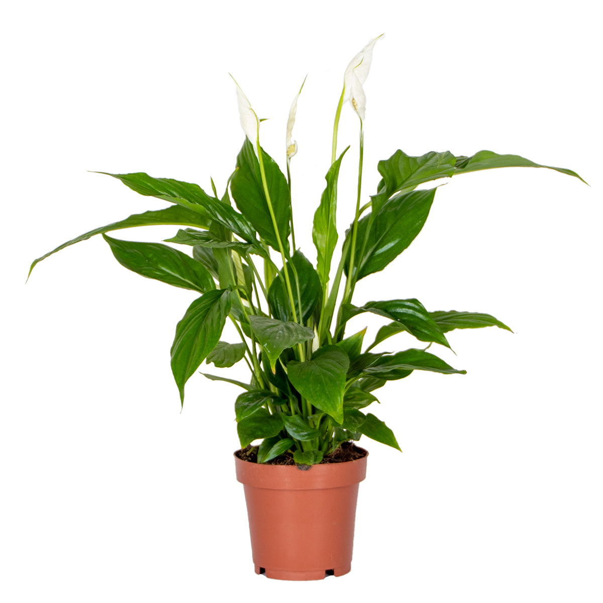 Bloomique - Spathiphyllum 'Torelli' - Lepelplant - ⌀12 cm - ↕35-45 cm