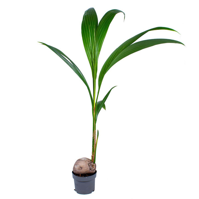Bloomique - Cocos 'Nucifera' - Kokospalm - ⌀19 cm - ↕110-120 cm