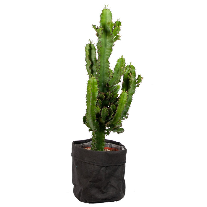 Flora@Home | Cactus Euphorbia in jute plantenzak (zwart)